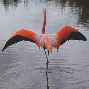 Active Galapagos Islands Land Tours