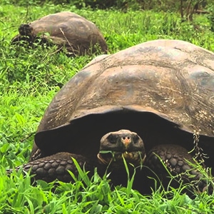 Active Galapagos Islands Land Tours